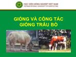 Bài giảng Chăn nuôi trâu bò - Giống và công tác giống trâu bò