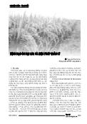 Bệnh đạo ôn hại lúa và biện pháp quản lý